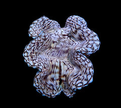 Tridacna squamosa (Assorted) (26-30cm)