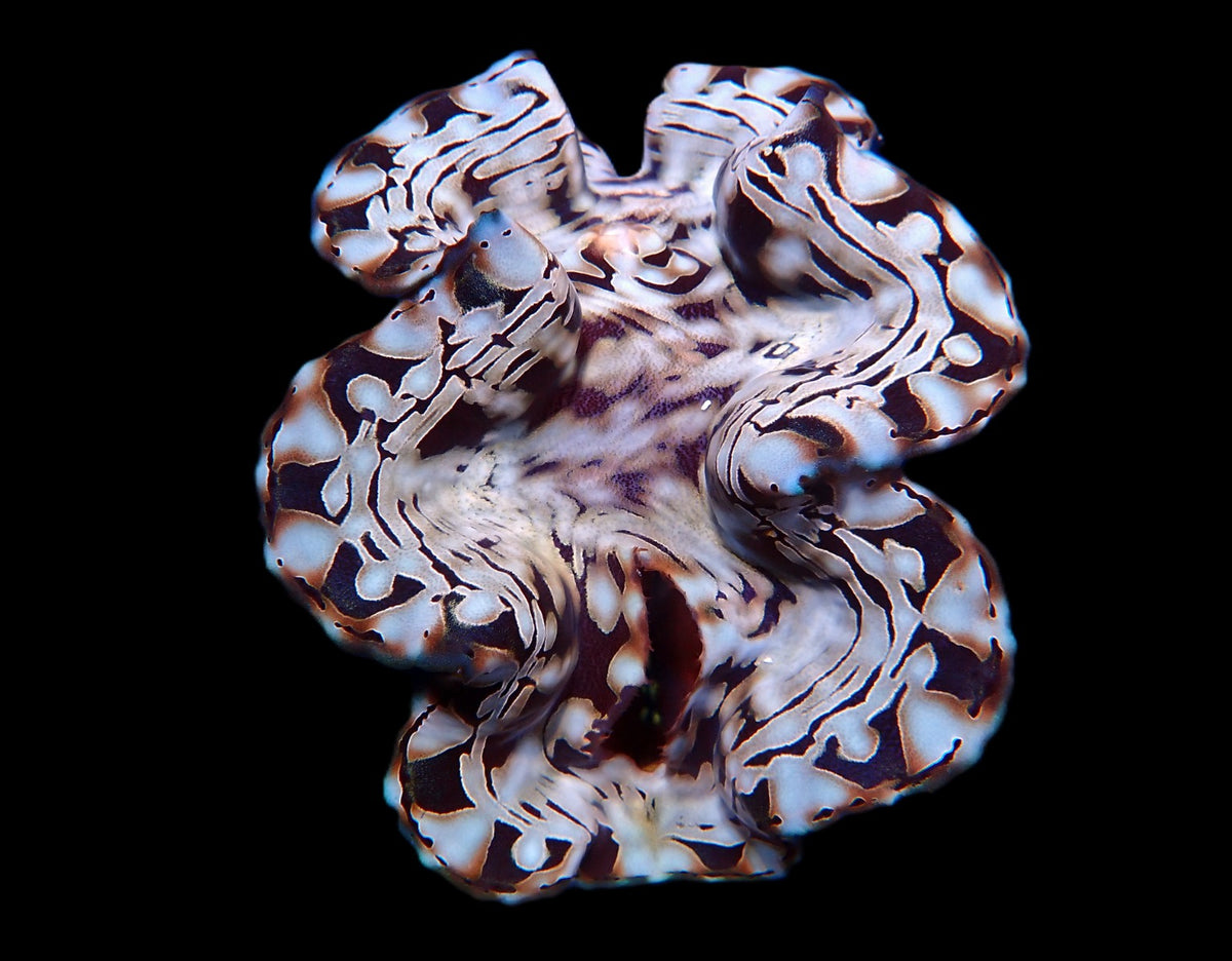 Tridacna squamosa (Assorted) (26-30cm)