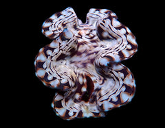 Tridacna squamosa (Assorted) (21-25cm)