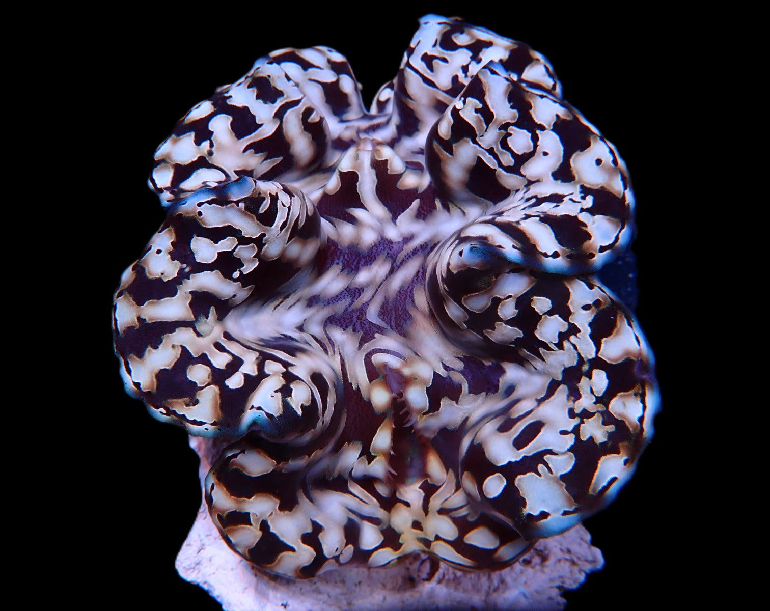 Tridacna squamosa (Assorted) (21-25cm)
