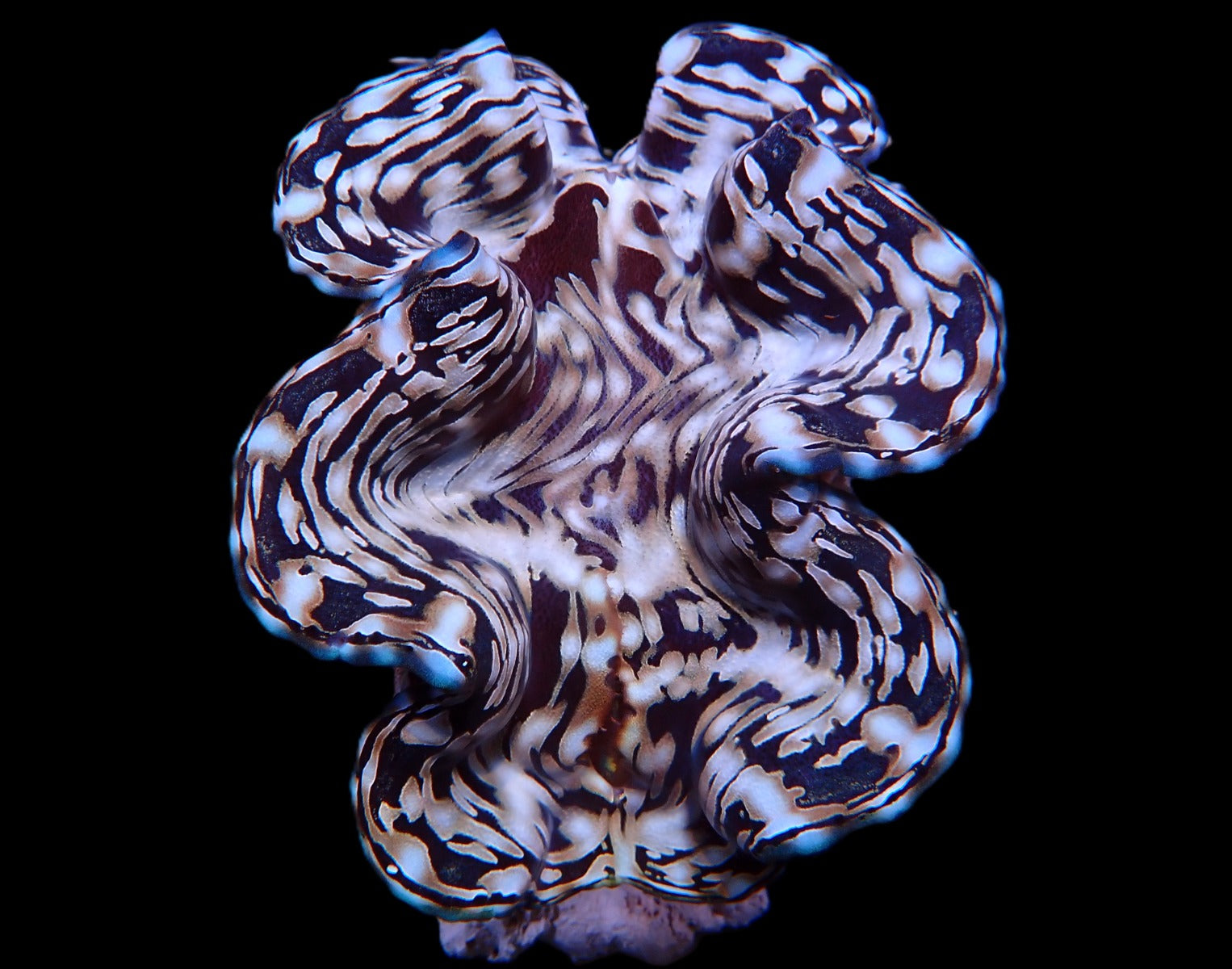 Tridacna squamosa (Assorted) (21-25cm)