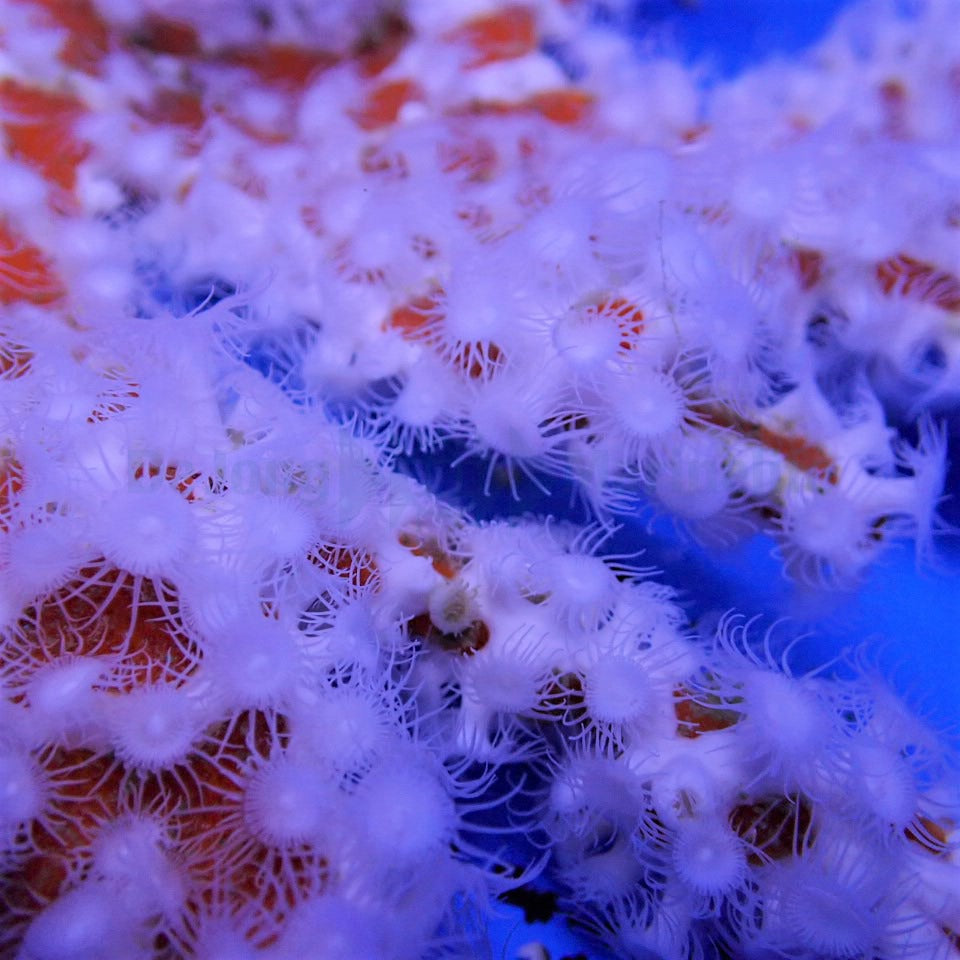 Trikentrion flabelliforme (Spider Sponge)