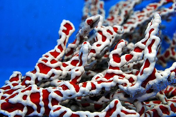 Trikentrion flabelliforme (Spider Sponge)