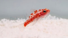 Trimma rubromaculatus
