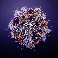 Tripneustes gratilla