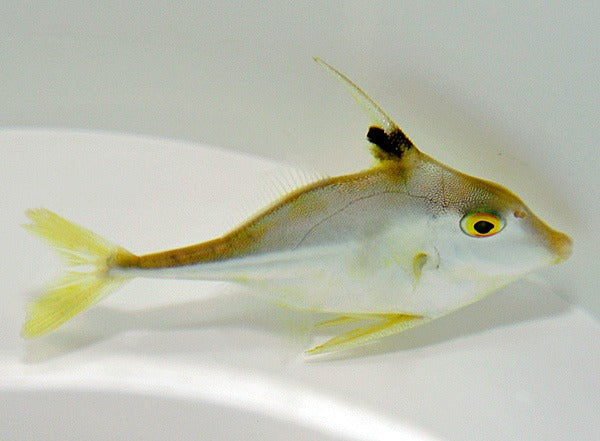 Tripodichthys blochii