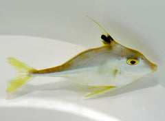 Tripodichthys blochii