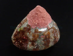 Trochus histrio