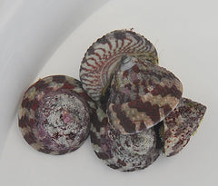 Trochus histrio