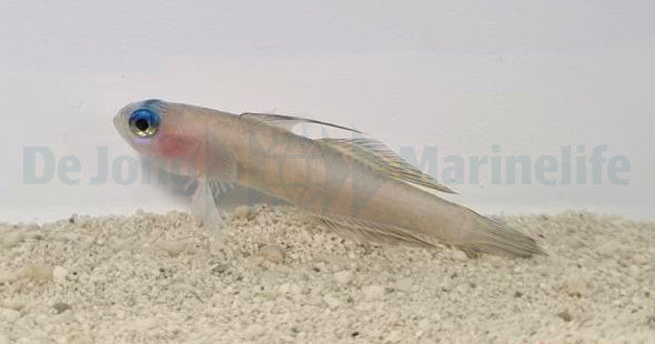 Tryssogobius colini