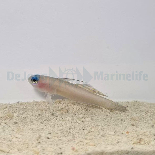 Tryssogobius colini