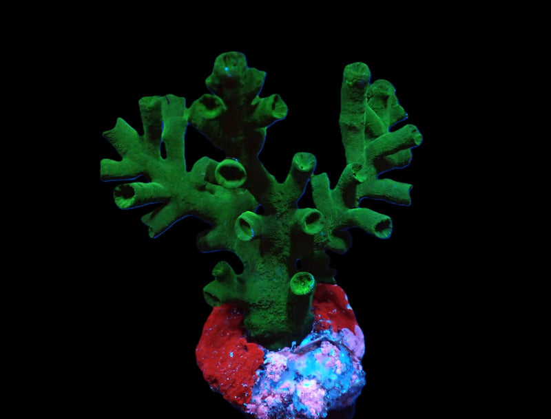 Tubastraea micranthus