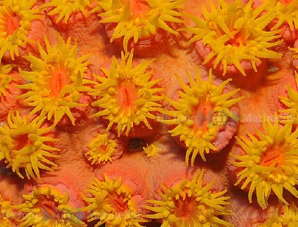 Tubastraea faulkneri (Orange)