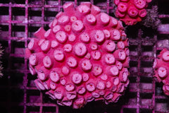 Tubastrea faulkneri (Orange)