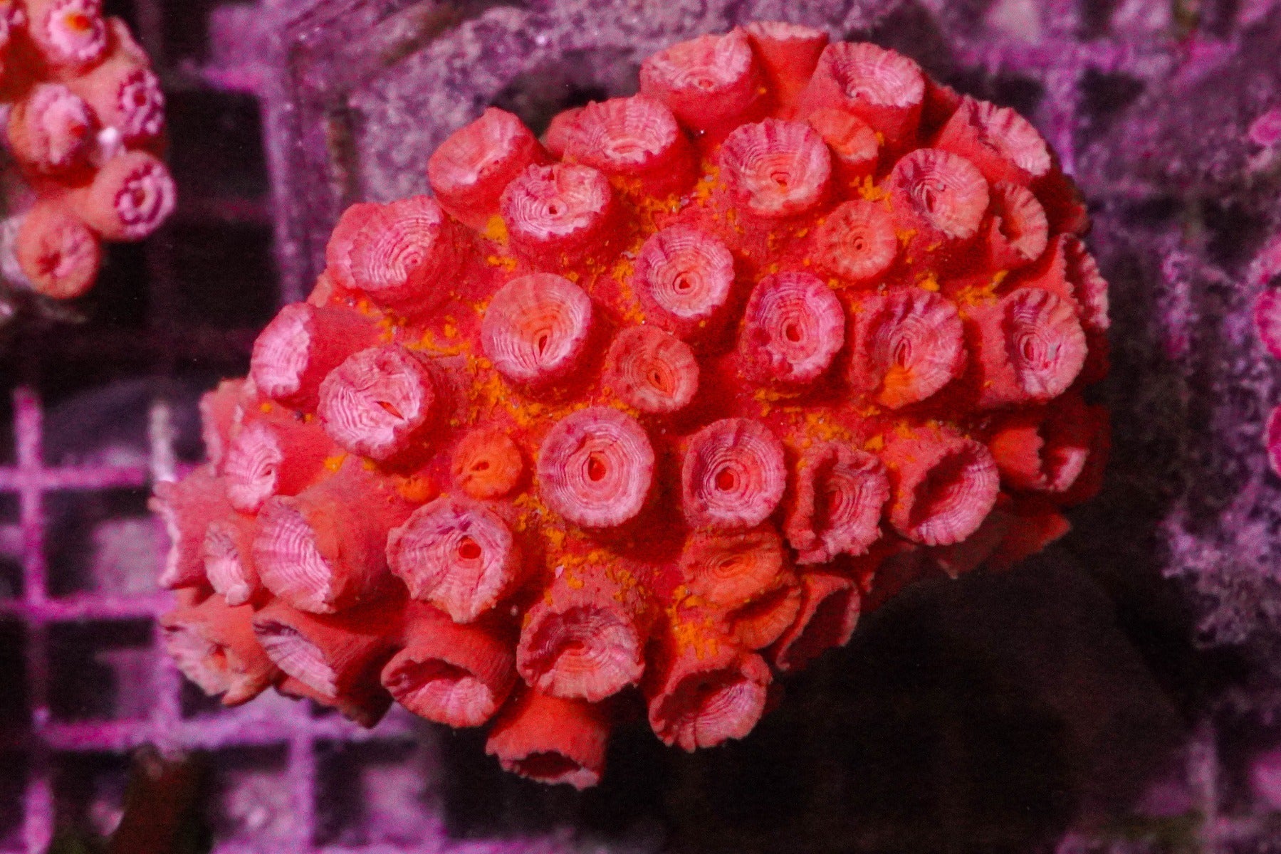 Tubastrea faulkneri (Orange)