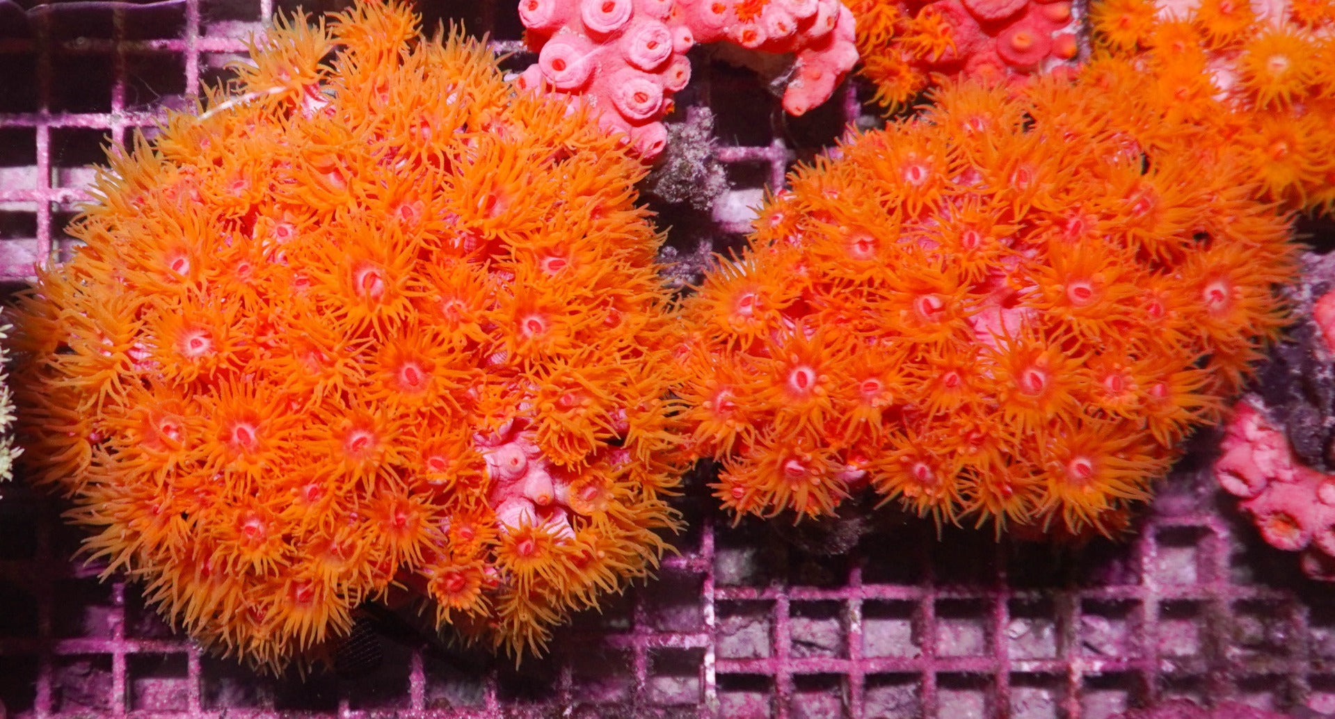 Tubastraea faulkneri (Orange)