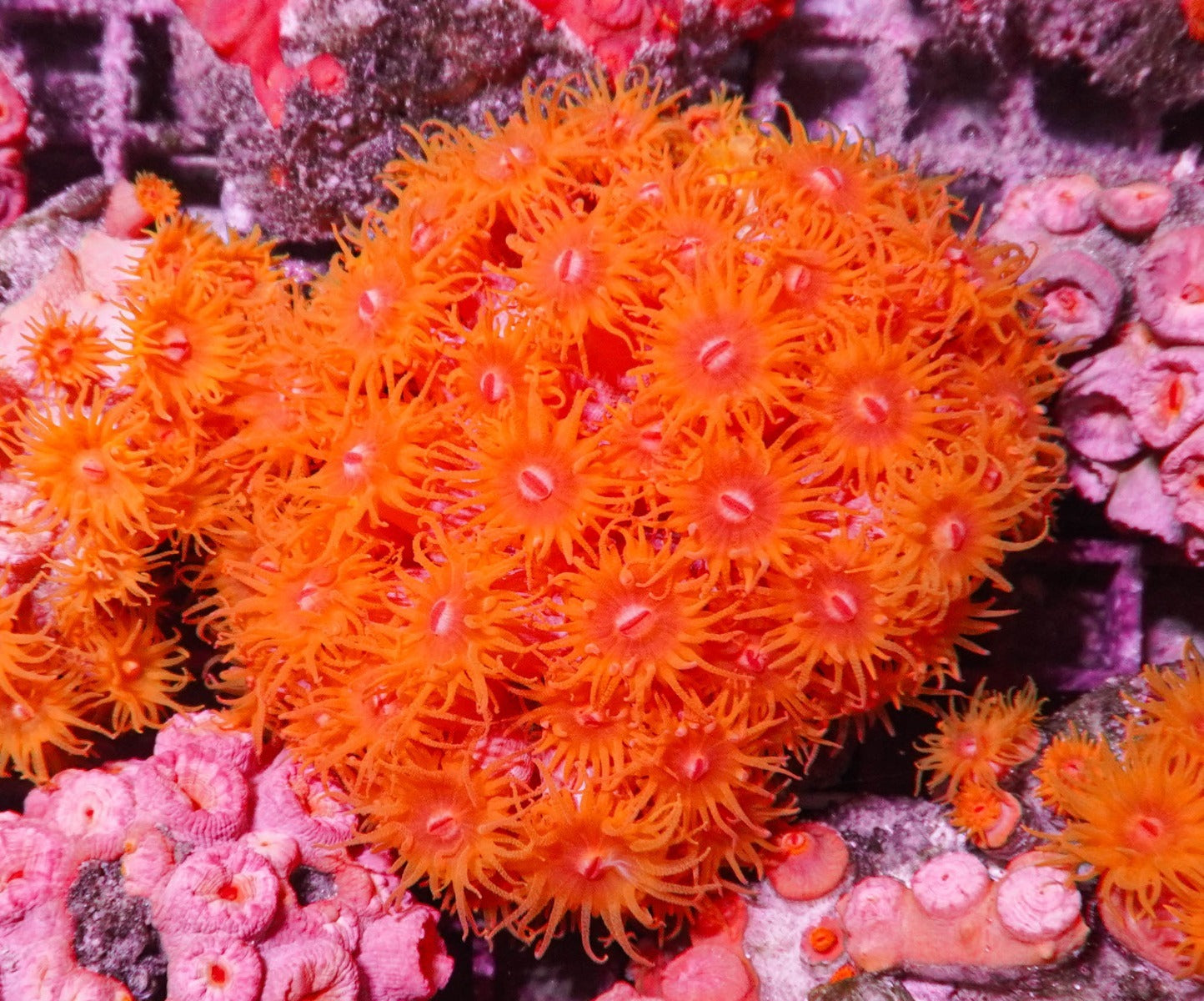Tubastrea faulkneri (Orange)