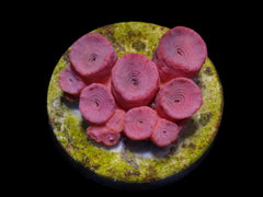 Tubastraea faulkneri (Orange) (frag)