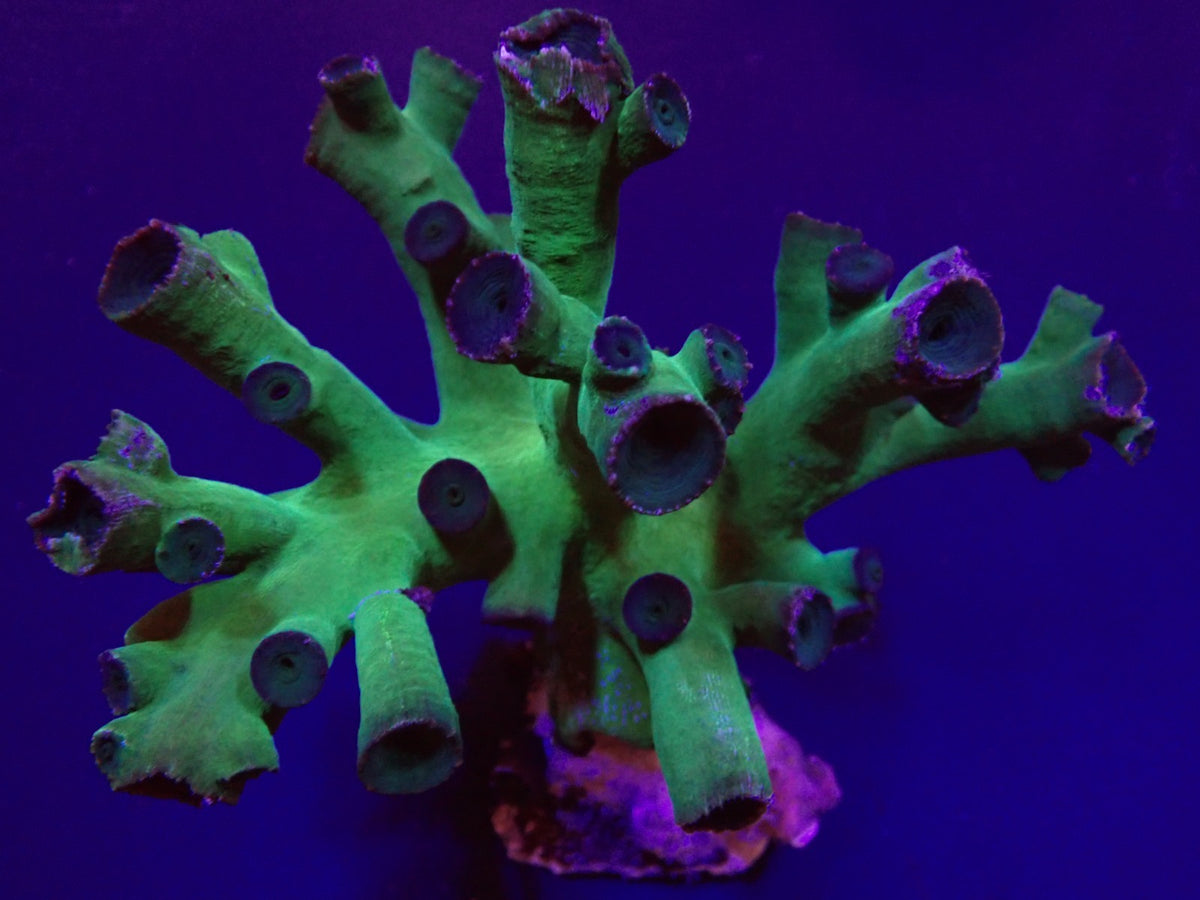 Tubastrea micrantha