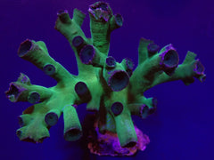 Tubastrea micrantha