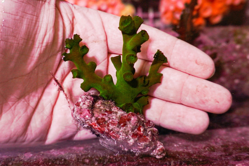 Tubastraea micranthus (frag)