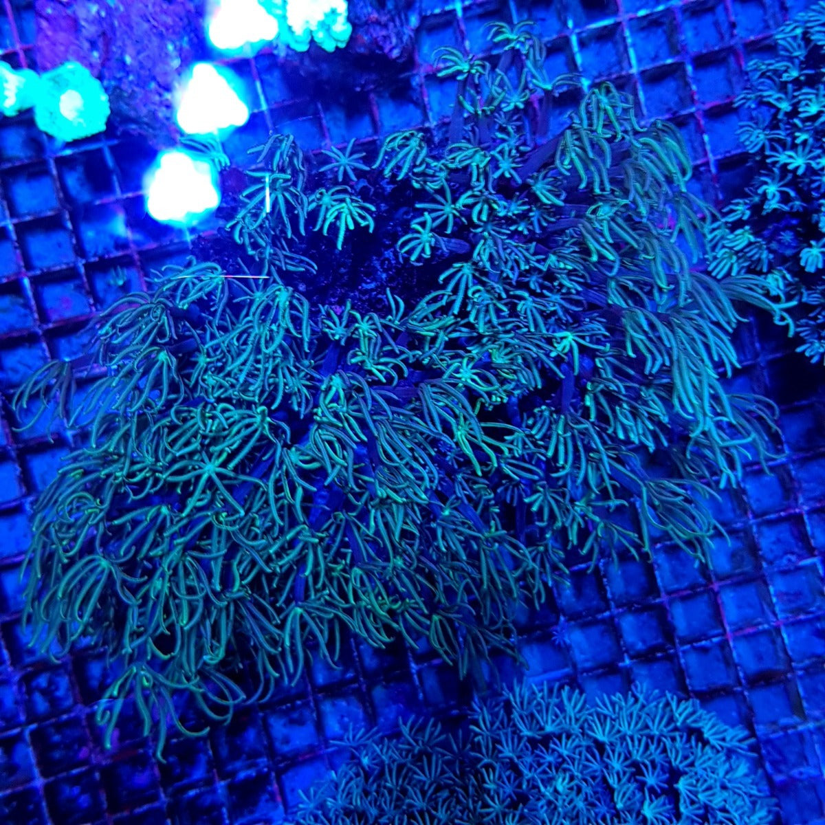 Tubipora musica (Yellow-Green Polyp)