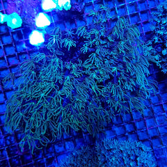 Tubipora musica (Yellow-Green Polyp)