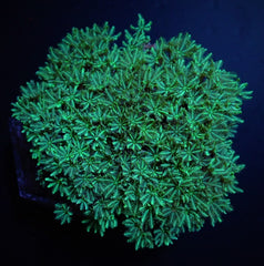 Tubipora musica (Yellow-Green) (frag)