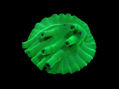 Turbinaria heronensis (DJM frag) (Very Rare) pb 648