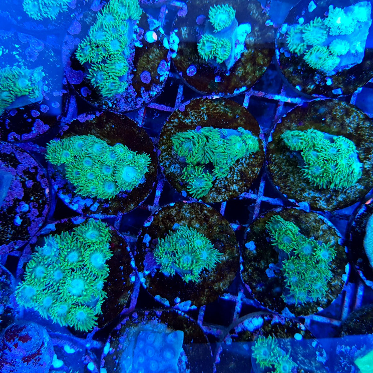 Turbinaria peltata (frag)