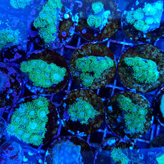 Turbinaria peltata (frag)