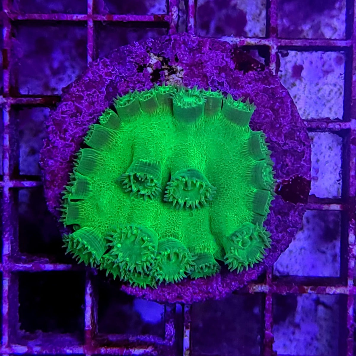 Turbinaria peltata (Premium) (frag)