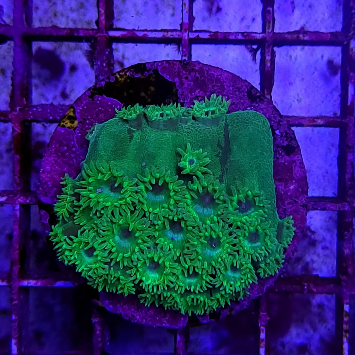 Turbinaria peltata (Premium) (frag)