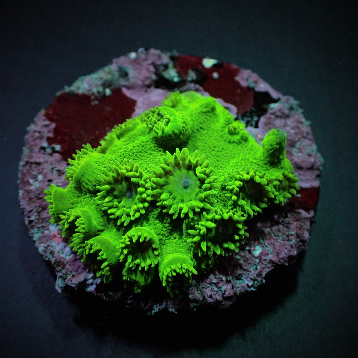 Turbinaria peltata (Premium) (frag)