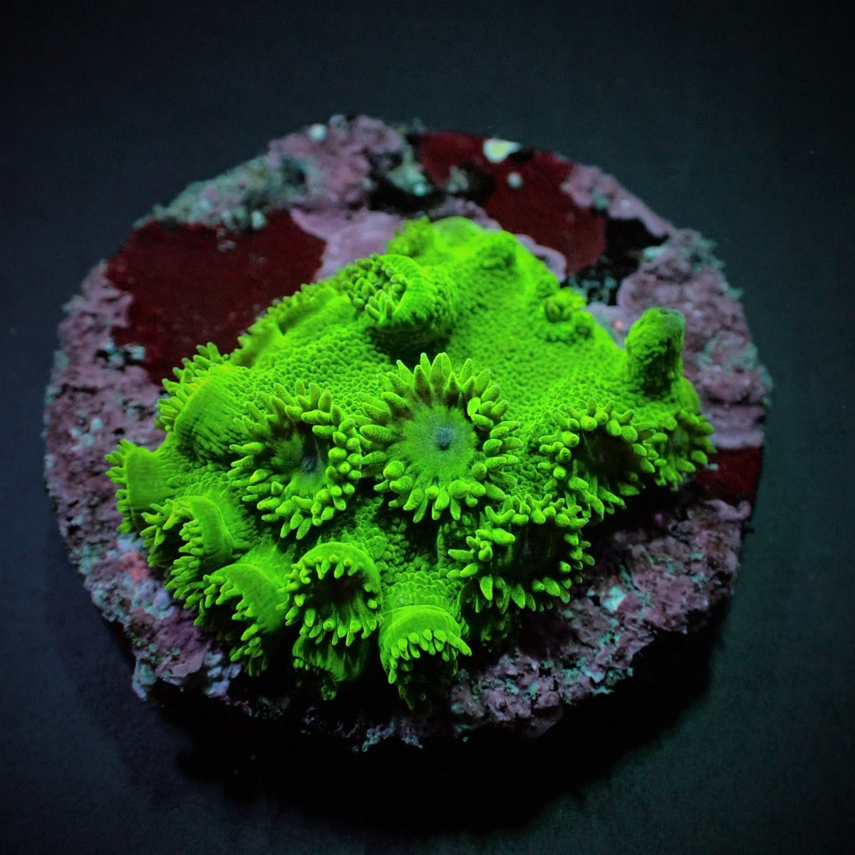 Turbinaria peltata (Premium) (frag)
