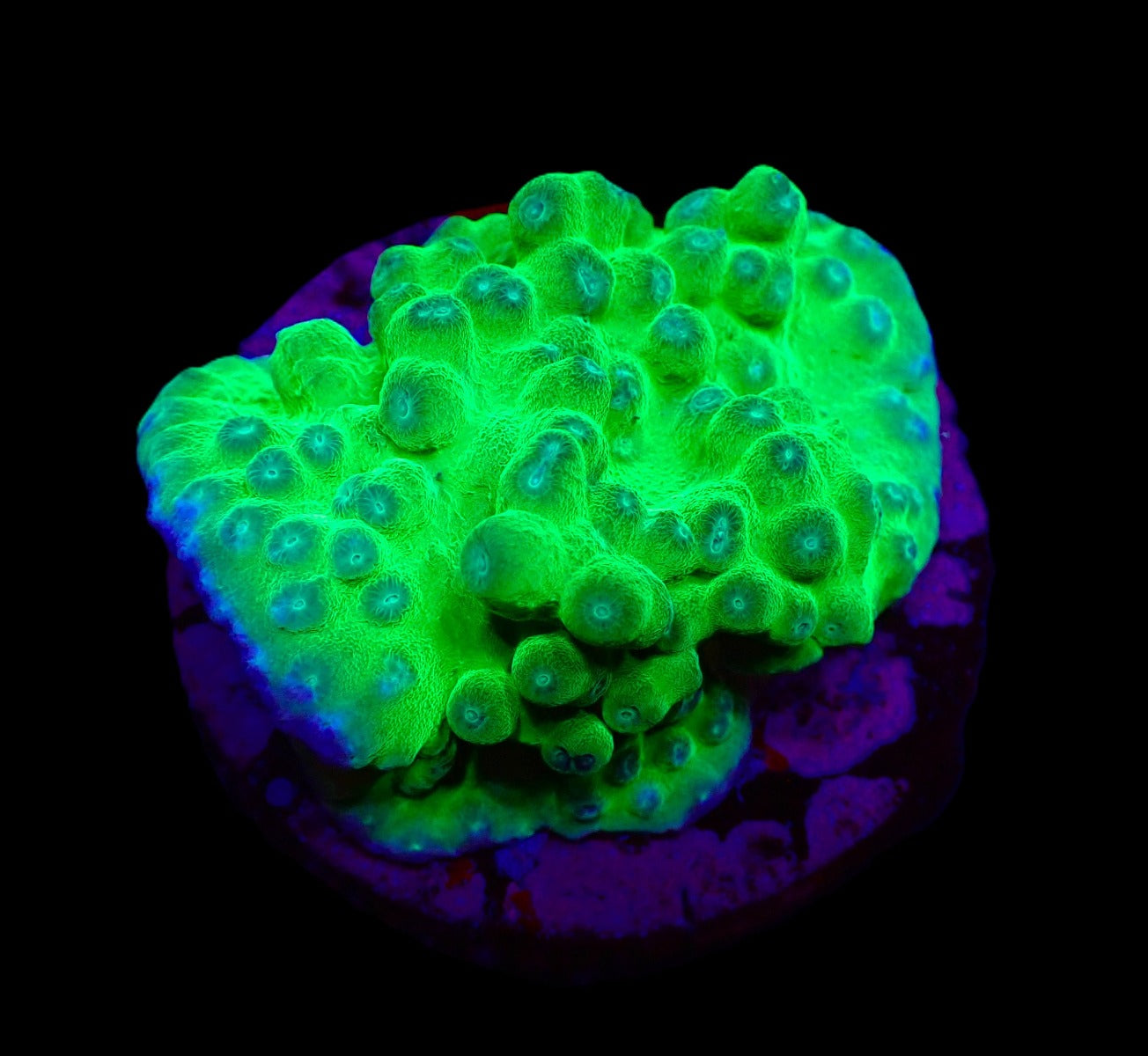 Turbinaria peltata (frag)