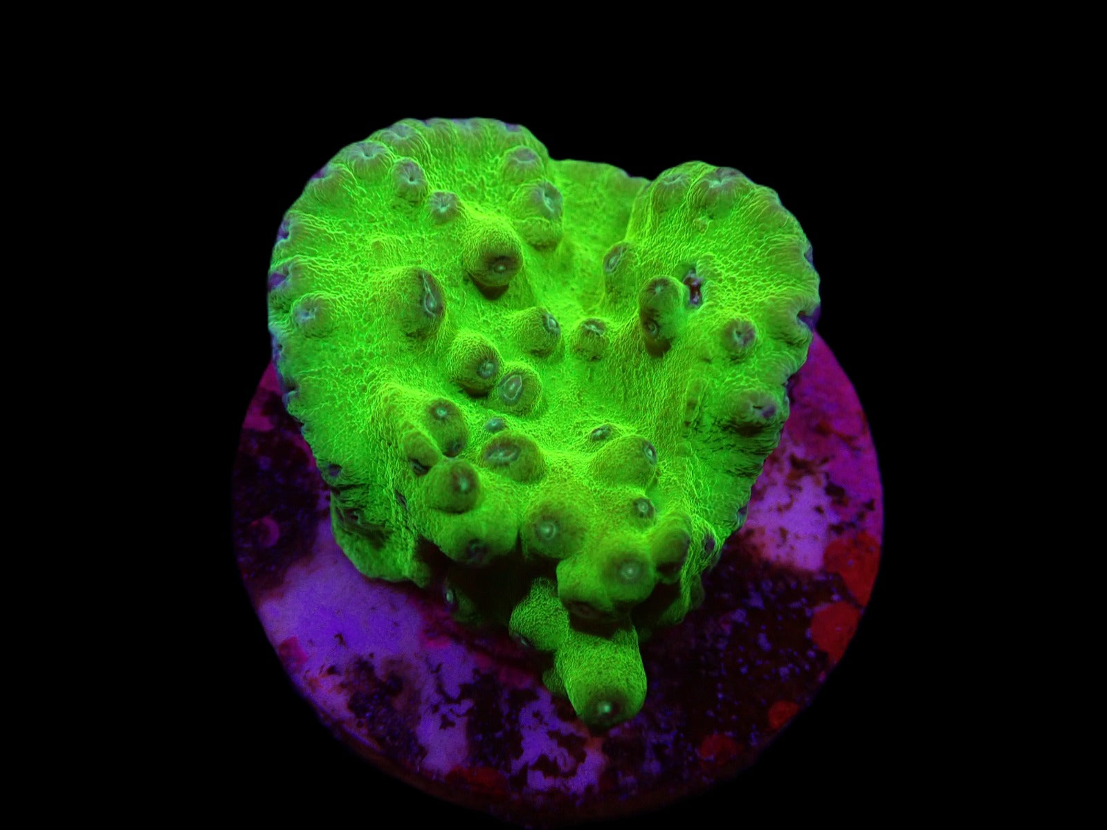 Turbinaria peltata (frag)