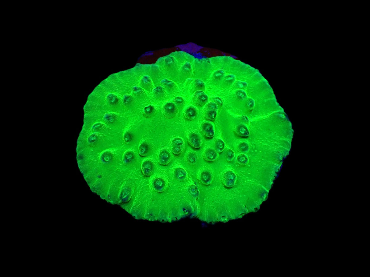 Turbinaria peltata (frag)