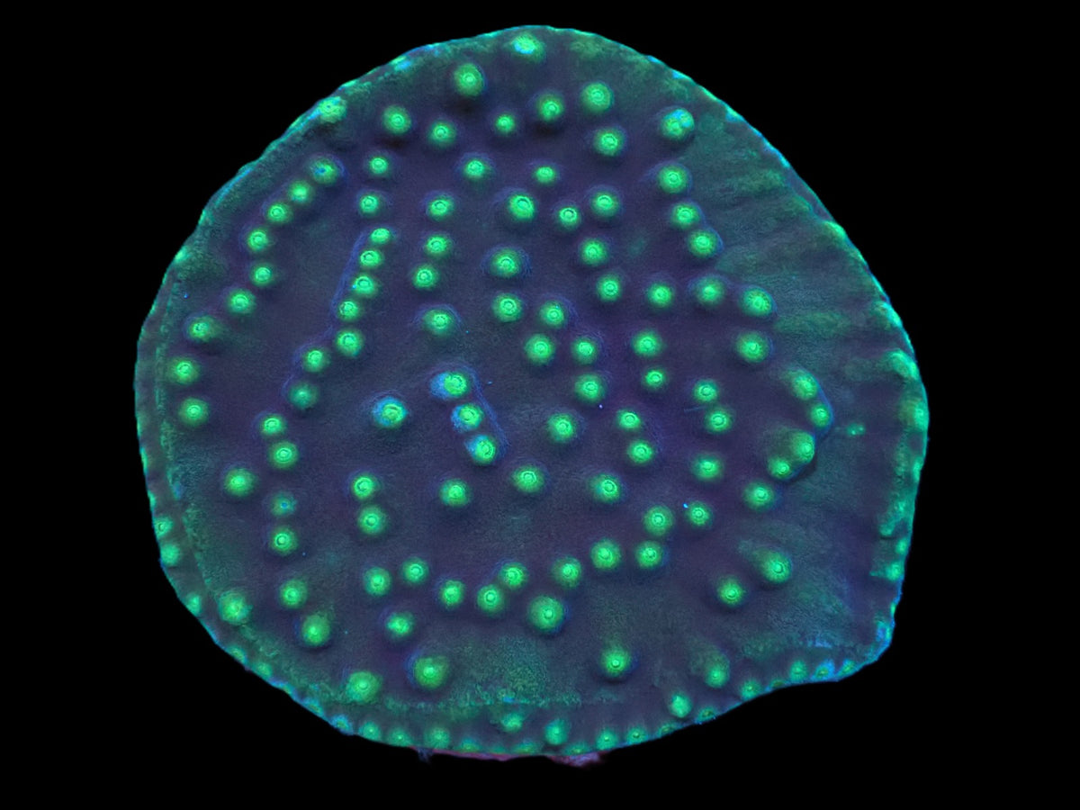 Turbinaria reniformis (Flying Saucer) (DJM Grown) pb 218