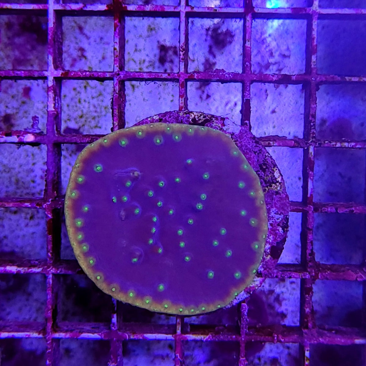 Turbinaria reniformis (frag)