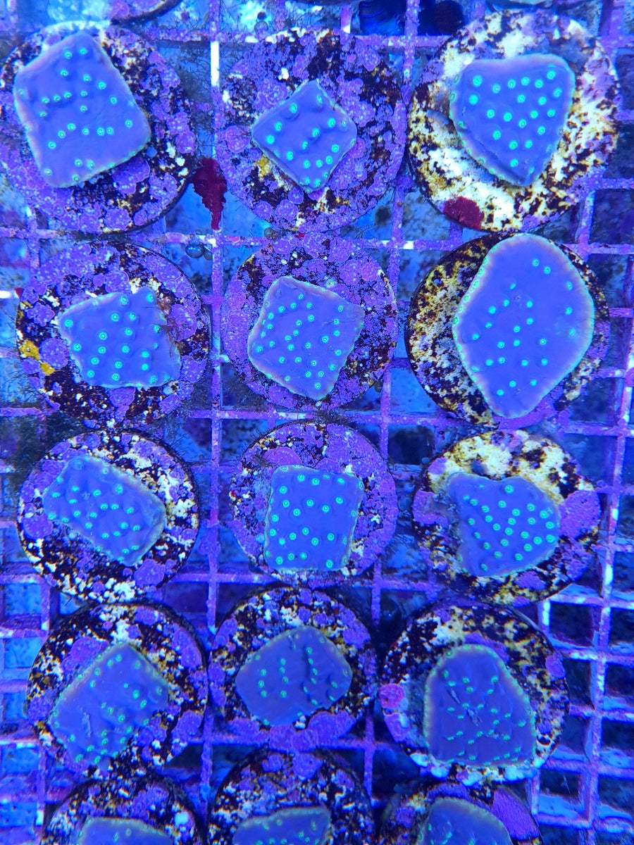 Turbinaria reniformis (frag)