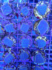Turbinaria reniformis (frag)