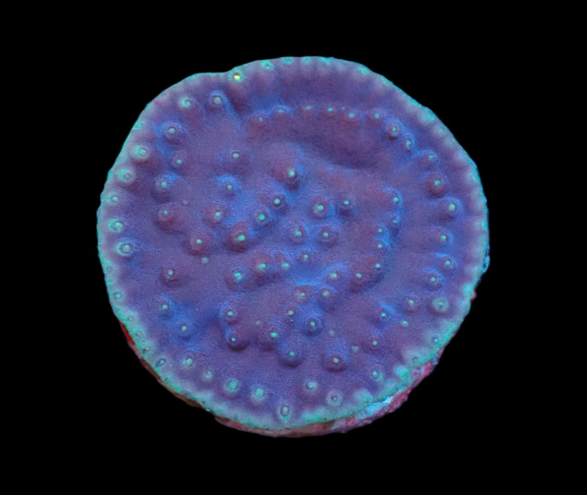 Turbinaria reniformis (LA Lakers) (DJM Grown) pb 067