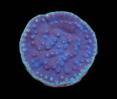 Turbinaria reniformis (LA Lakers) (DJM Grown) pb 067