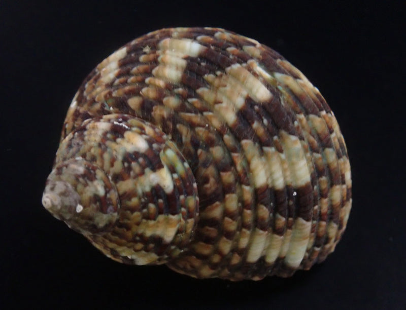 Turbo brunneus