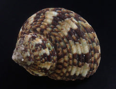 Turbo brunneus
