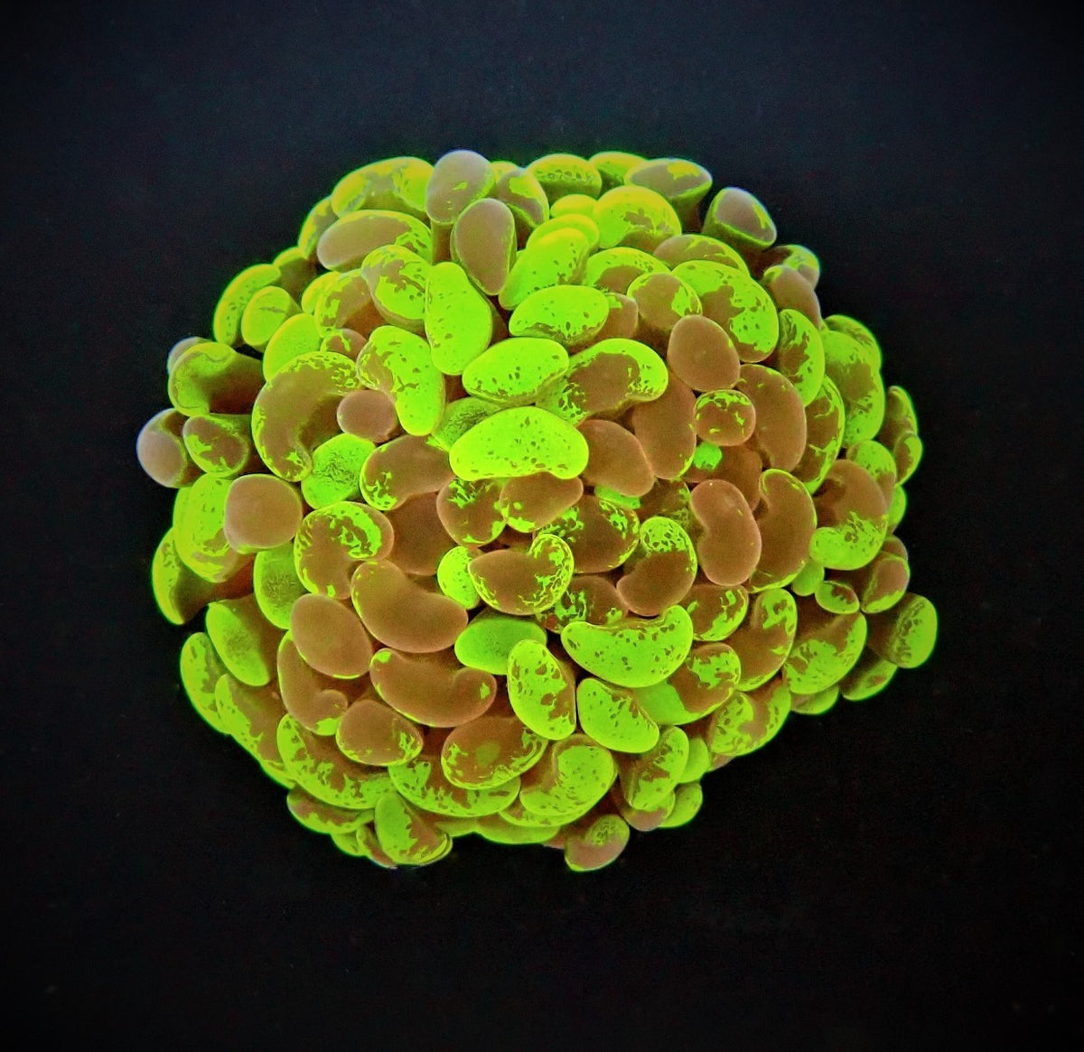 Euphyllia paraancora (Two Tone) (1 hd.)