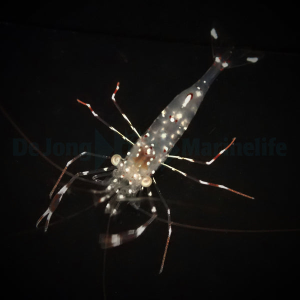 Urocaridella antonbruunii
