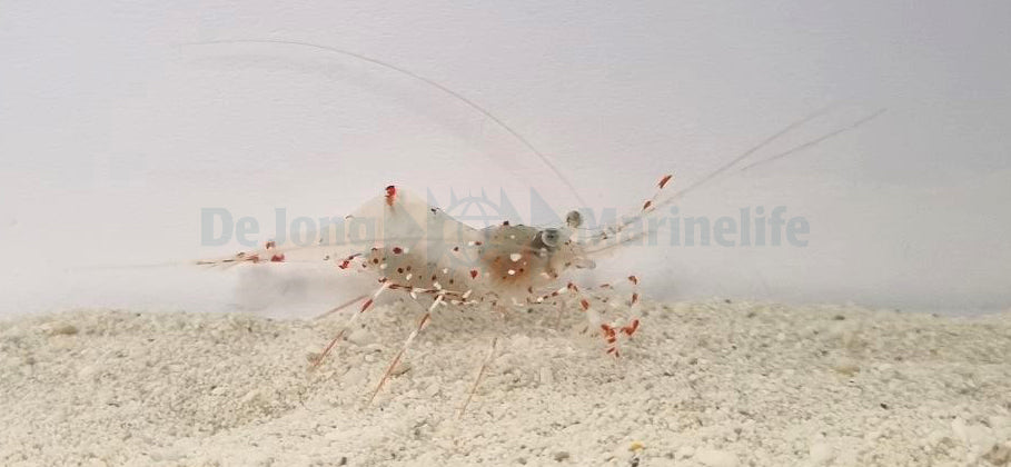 Urocaridella antonbruunii