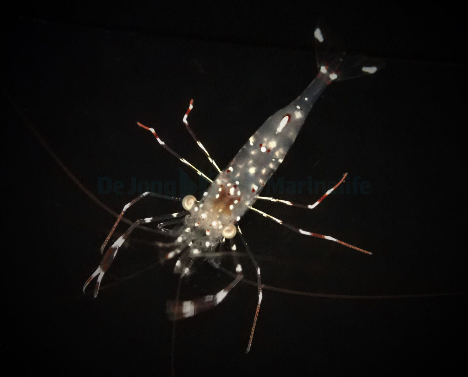 Urocaridella antonbruunii